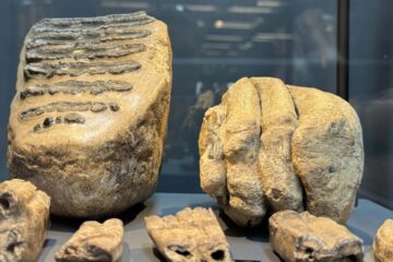 14 Yıl Önce Bulunan Mamut Fosilleri Müzede Sergileniyor